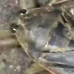 Dubstep bug dance