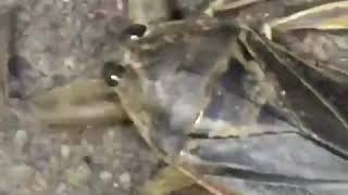 Dubstep bug dance
