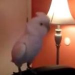 Parrot Dancing to Teach Me How to Dougie