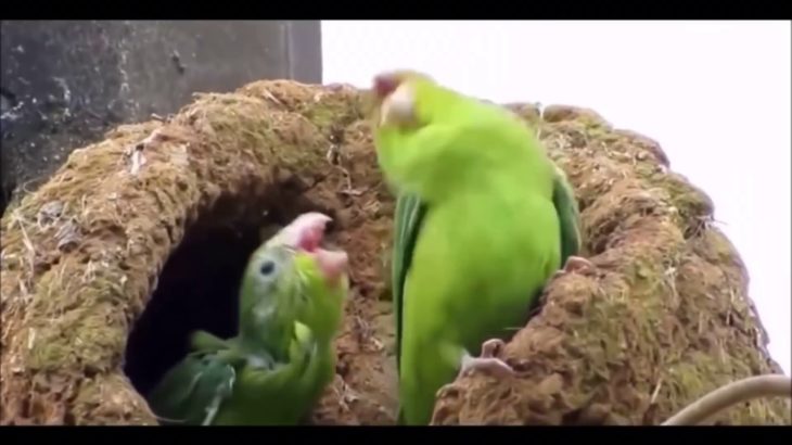 Bird dances to dubstep (CLEAN)