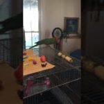 Charlie dances to dubstep