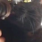poppin dance cat hit pop