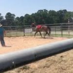BeBop Dancer- starting trot ground work