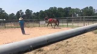 BeBop Dancer- starting trot ground work