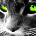 The Hero Steps Up – Dougie Wood