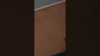 Hotty Baby dancing reggae 2018