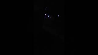 These christmas lights dance to the dubstep version of baby shark