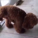 Doggies Who Dougie: 9 Pups Dancing To Hip Hop That Will Crack You Up
