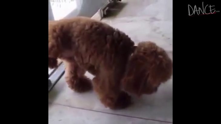 Doggies Who Dougie: 9 Pups Dancing To Hip Hop That Will Crack You Up