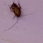 ROACH DANCE – COCKROACH BREAK DANCING WITH PEST FRIENDS
