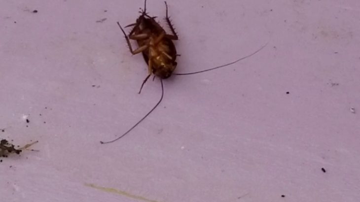 ROACH DANCE – COCKROACH BREAK DANCING WITH PEST FRIENDS