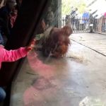 Ce bébé orang-outan a un don pour le break dance