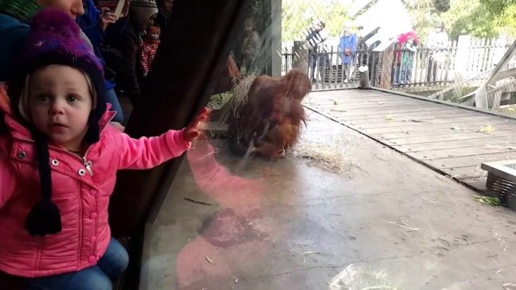 Ce bébé orang-outan a un don pour le break dance