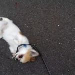 チワワのブレークダンス　Chihuahua’s break dance.