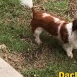 Cute Funny miniature Dachshund Break Dancing weenie dog mini dachshund