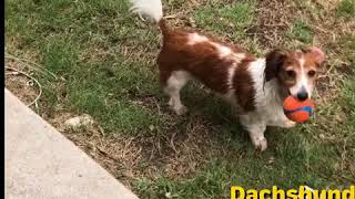 Cute Funny miniature Dachshund Break Dancing weenie dog mini dachshund