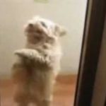 Dog Does The Dougie Dance |Teach Me How To Dougie| (Doggystyle)