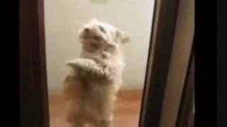 Dog Does The Dougie Dance |Teach Me How To Dougie| (Doggystyle)