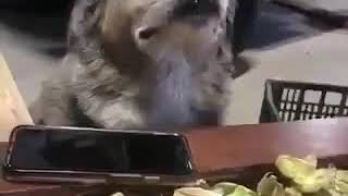 Dancing reggae dog 😂😯😂😂