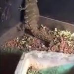 Reggae Dancing Dragon