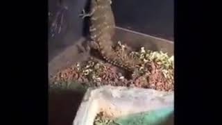 Reggae Dancing Dragon