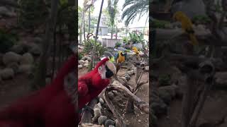Reggae Rasta Exotic birds dancing on Bob Marley ‘s 3 little birds