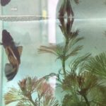 betta fish halfmoon Reggae (by milo hiro)