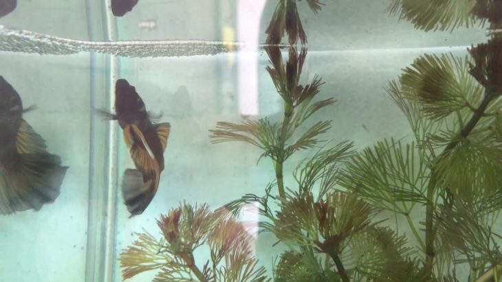betta fish halfmoon Reggae (by milo hiro)