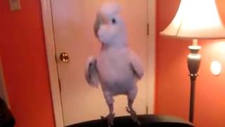 Bird dancing dougie