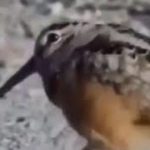 Dance Dubstep music in Sparrow | Amazing Video
