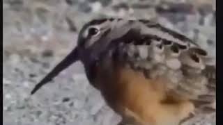 Dance Dubstep music in Sparrow | Amazing Video