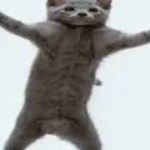 Dancing Cat [Teach Me How To Dougie]