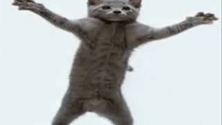Dancing Cat [Teach Me How To Dougie]