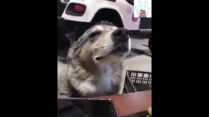 Dog dancing on Music Power Of Reggae