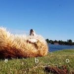 bebop corgi – funky shake at the lake