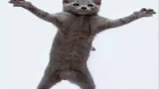 teach me how to dougie cat (10 hours)