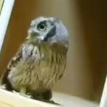 Owl Dubstep Dance
