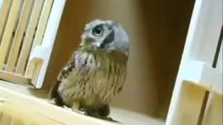 Owl Dubstep Dance