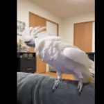 Parrot Dancing To Dubstep