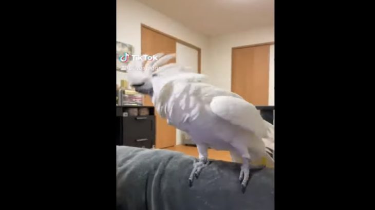 Parrot Dancing To Dubstep