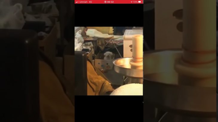 Maltese dog dancing on reggae music