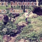Monkey dance Tones an i cover Reggae koplo mantab
