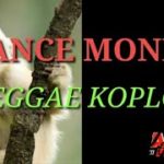TONES AND I-DANCE MONKEY(COVER REGGAE KOPLO)