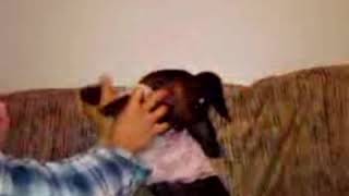 #11》Baby Dachshund & Me dancing Vogue. |~Simple Jorna.