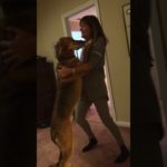 Dancing Dougie the Dog – Ed Sheeran- “The Shape of You” with Sue Saidel