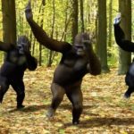 Gorillas Teach you how to Dougie