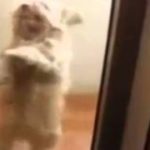 Dog Does The Dougie Dance Teach Me How To Dougie Doggystyle